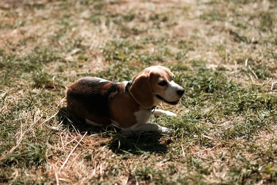 A dog resting in the grass of the village
