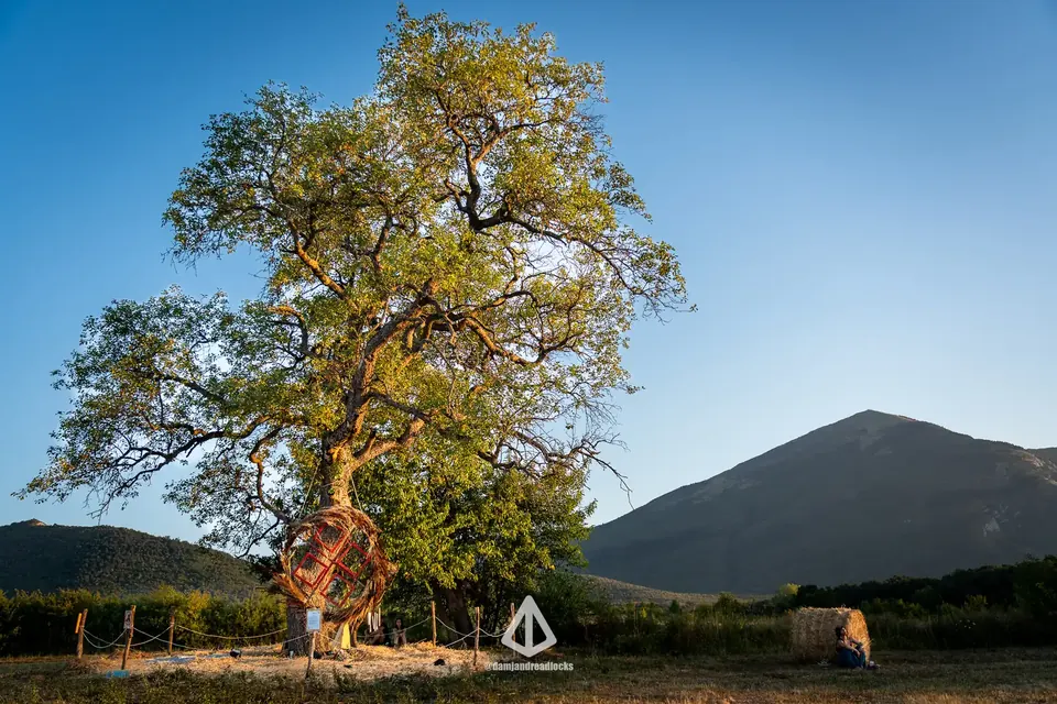 Staro drvo na livadi Pyramid Eco Village u podnožju Rtnja, po vedrom danu.