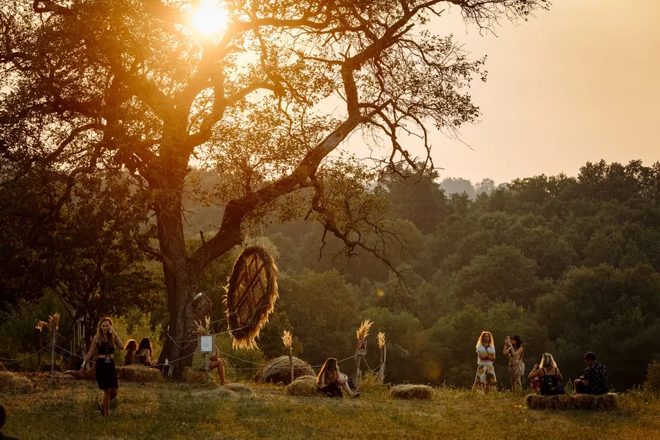 The old tree at sunset, people resting in the meadow